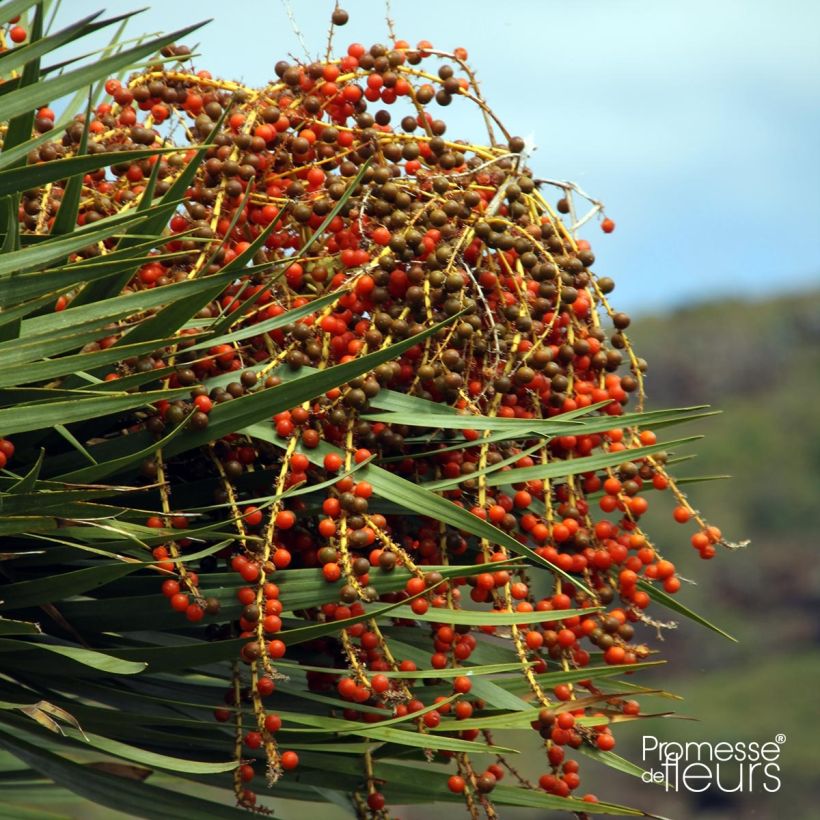 Dracaena draco - Drago (Cosecha)