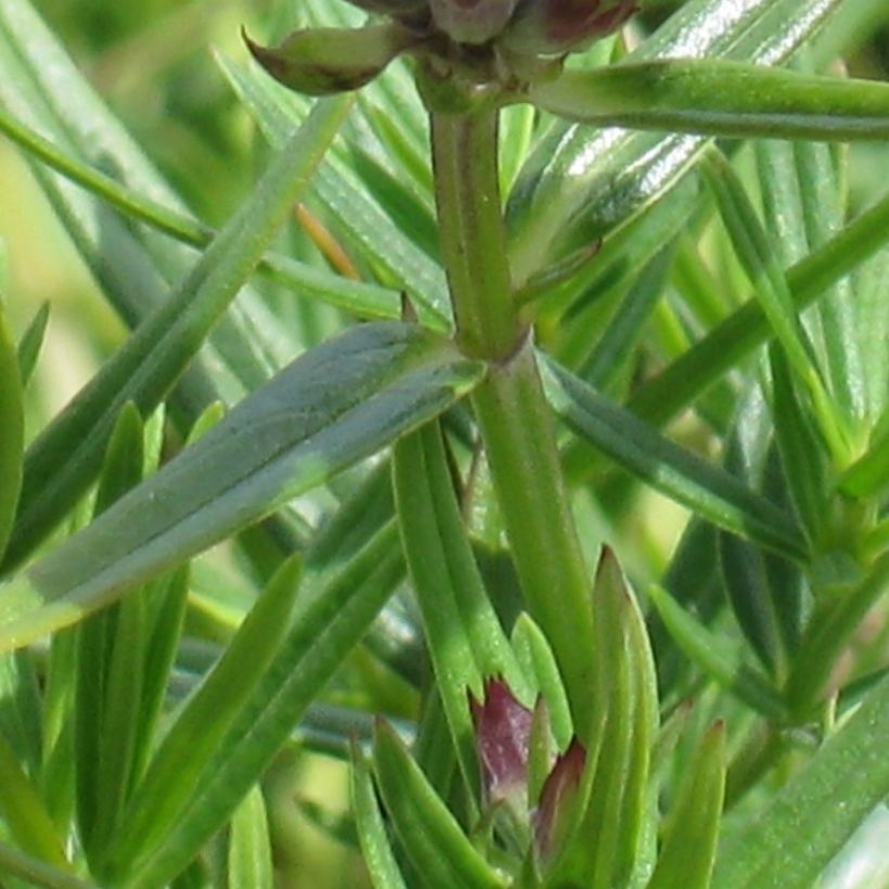 Dracocephalum ruyschiana - Dragón de Rusia (Follaje)