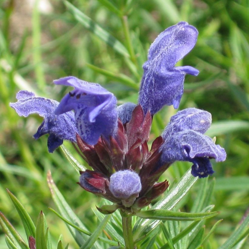 Dracocephalum ruyschiana - Dragón de Rusia (Floración)