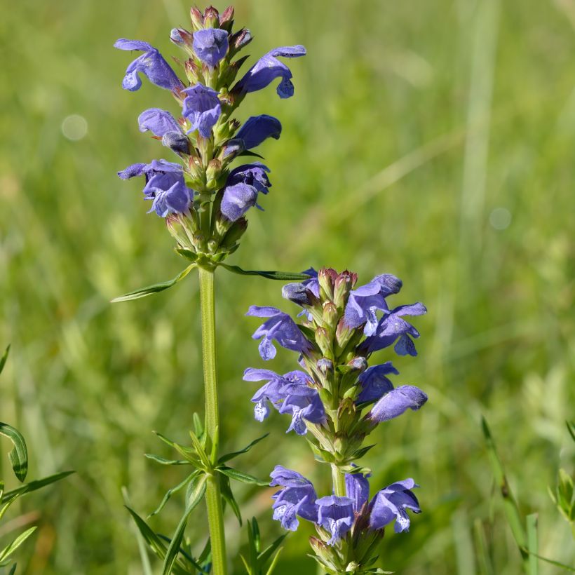 Dracocephalum ruyschiana - Dragón de Rusia (Porte)