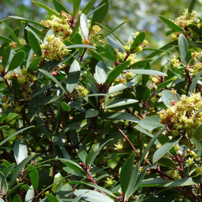 Drimys aromatica - Canelo (Floración)