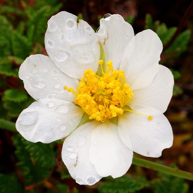 Dryas drummondii Grandiflora (Floración)