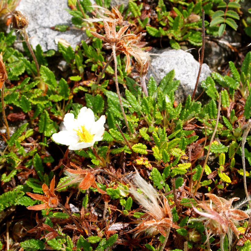 Dryas drummondii Grandiflora (Porte)