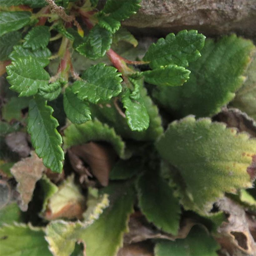 Dryas suendermannii (Follaje)