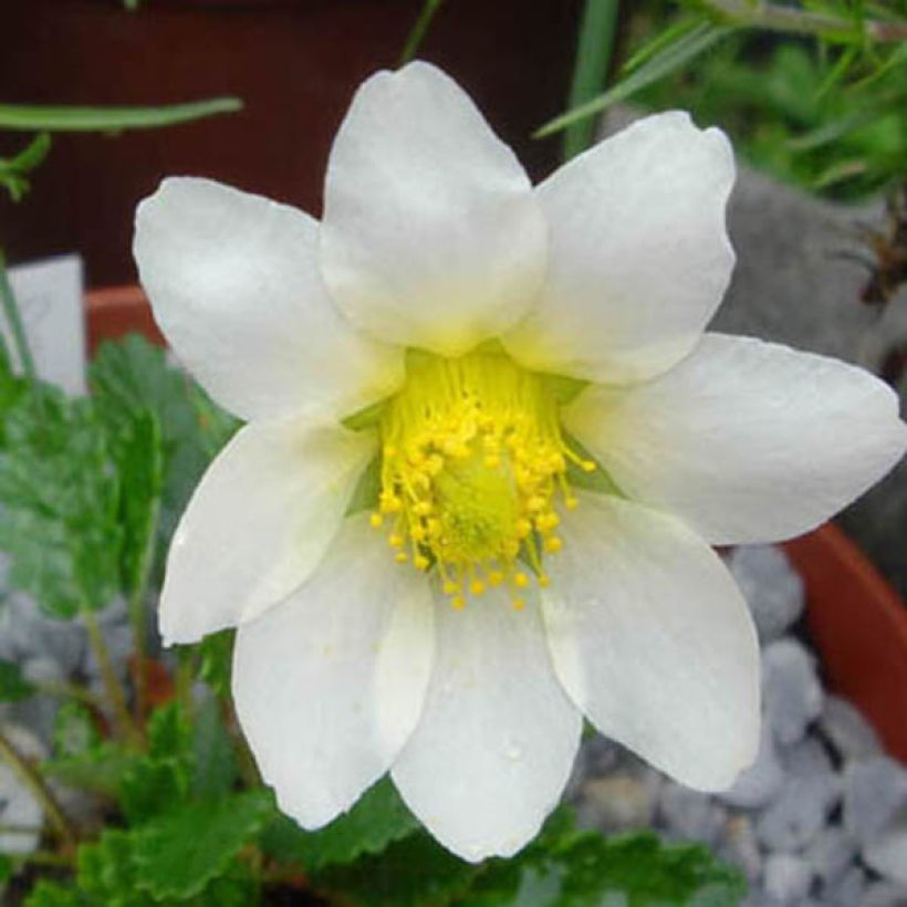 Dryas suendermannii (Floración)