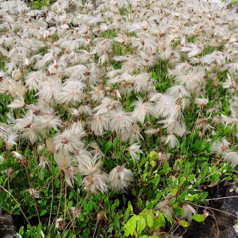 Dryas suendermannii (Porte)