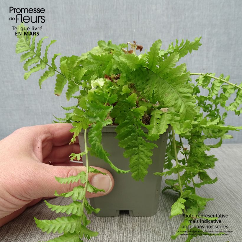 Dryopteris affinis Cristata - Fausse Fougère mâle Godet de 9cm Ejemplar entregado en invierno