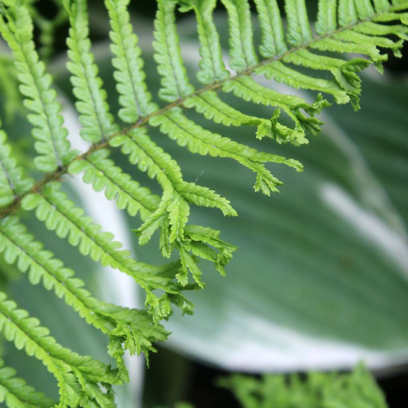 Dryopteris affinis Cristata - Falso helecho macho (Follaje)