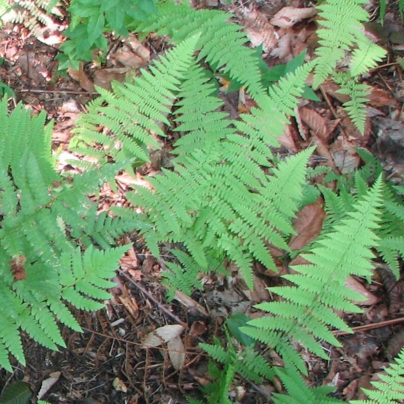 Dryopteris clintoniana - Helecho (Follaje)