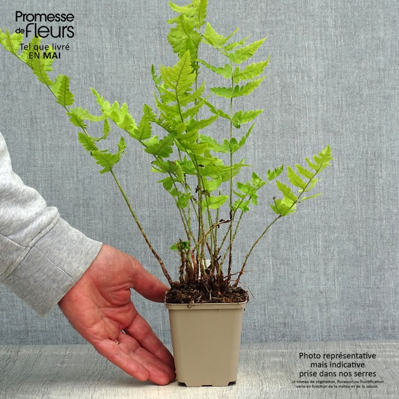 Dryopteris clintoniana - Helecho Maceta de 8/9 cm Ejemplar entregado en la primavera