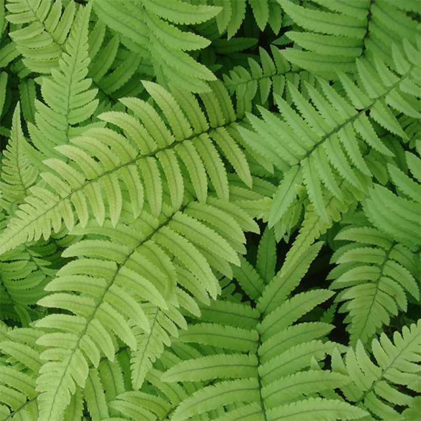 Dryopteris cycadina - Helecho (Follaje)