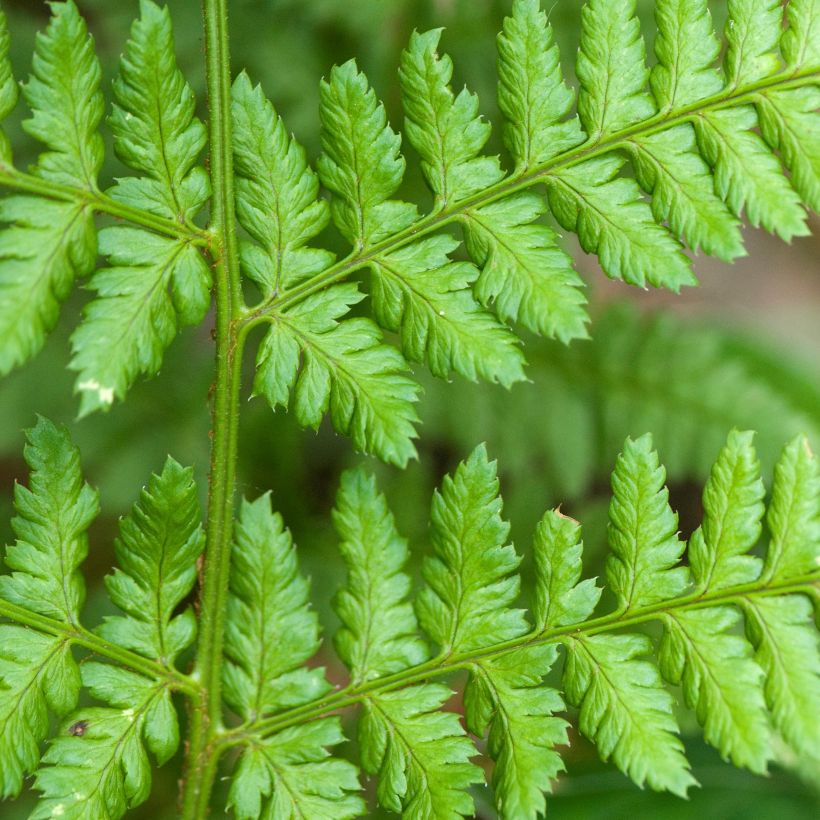 Dryopteris dilatata - Helecho macho dilatado (Follaje)