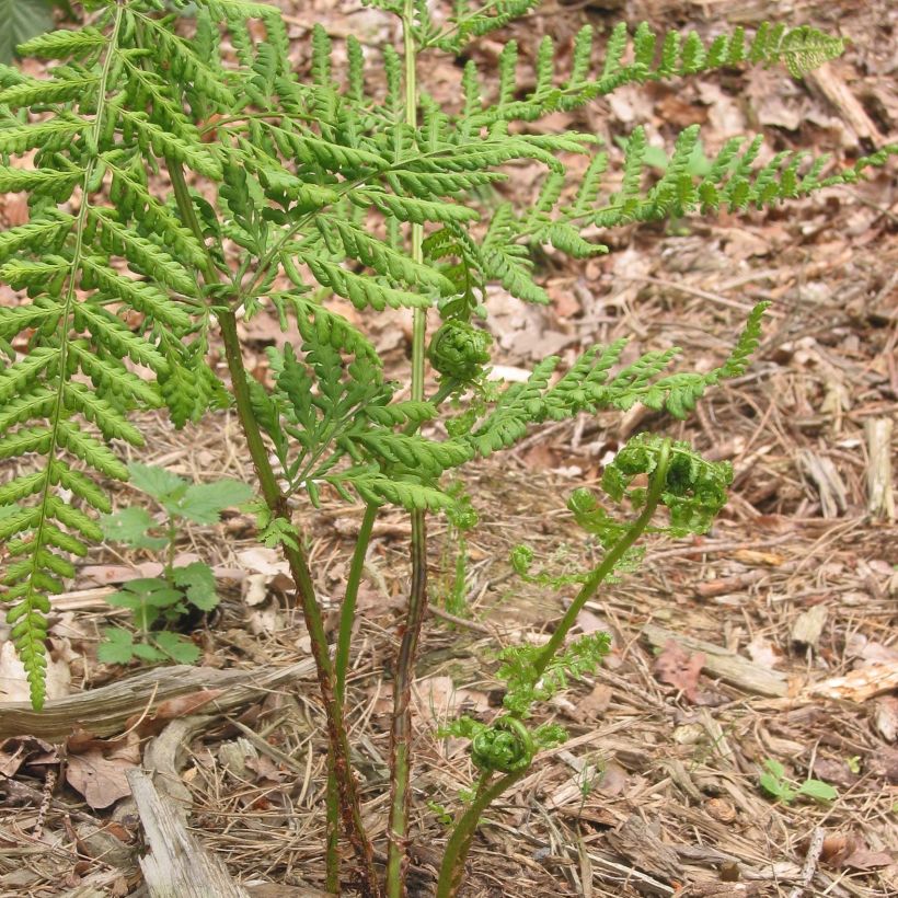 Dryopteris dilatata - Helecho macho dilatado (Porte)