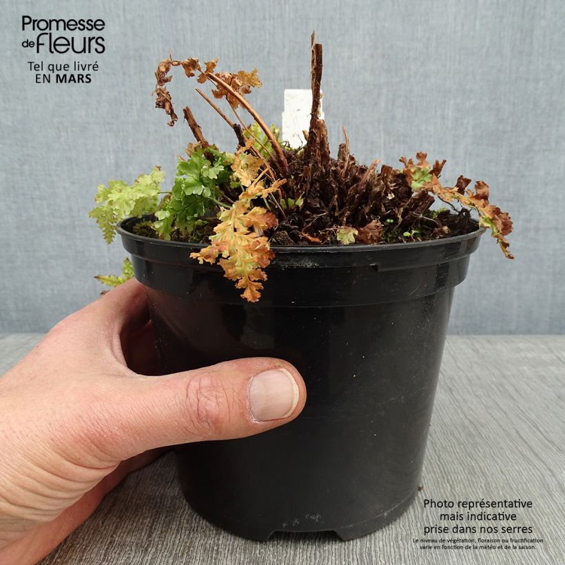 Dryopteris dilatata Crispa Whiteside - Fougère Pot de 2L/3L Ejemplar entregado en invierno