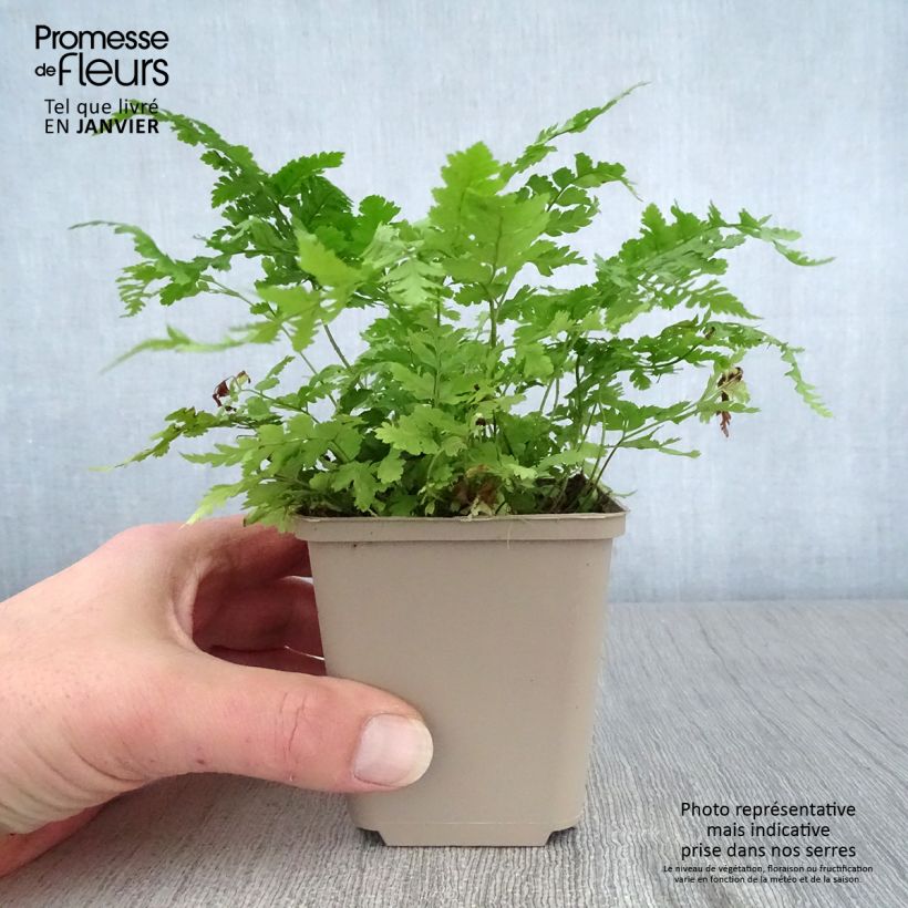 Dryopteris dilatata - Fougère dilatée Godet de 9cm Ejemplar entregado en invierno