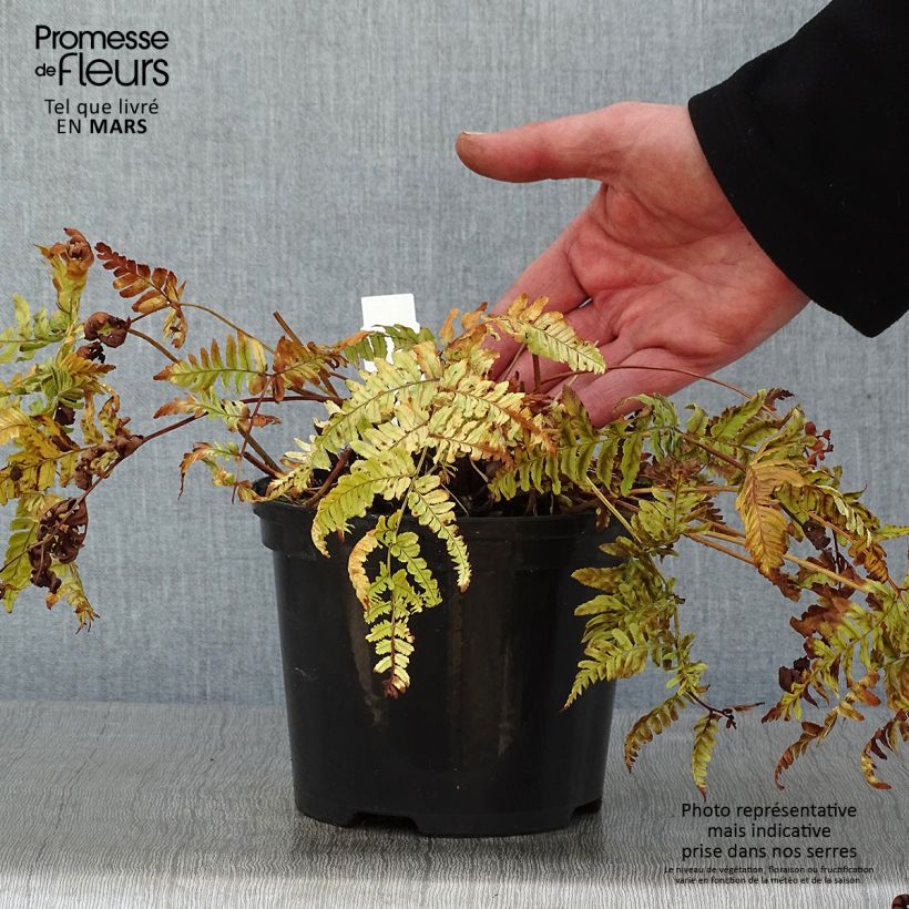 Dryopteris erythrosora Prolifica - Fougère à sores rouges - Pot de 2L/3L Ejemplar entregado en invierno