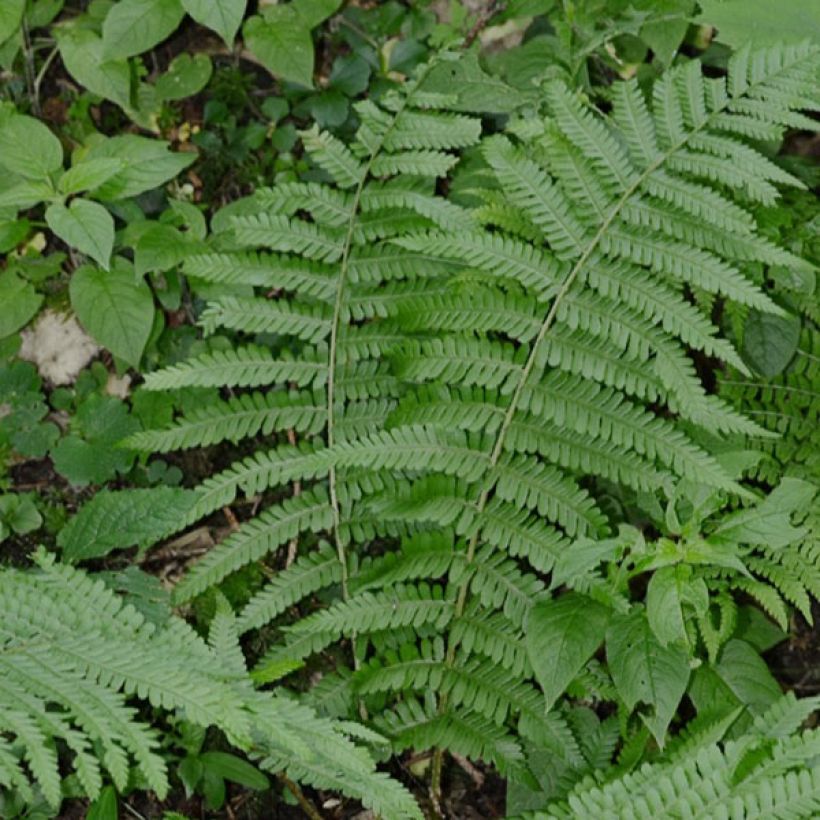 Dryopteris filix-mas - Helecho macho común (Porte)