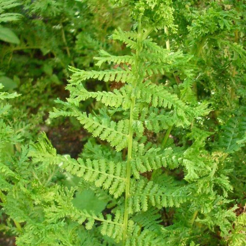 Dryopteris filix-mas Crispa Cristata - Helecho macho común (Follaje)