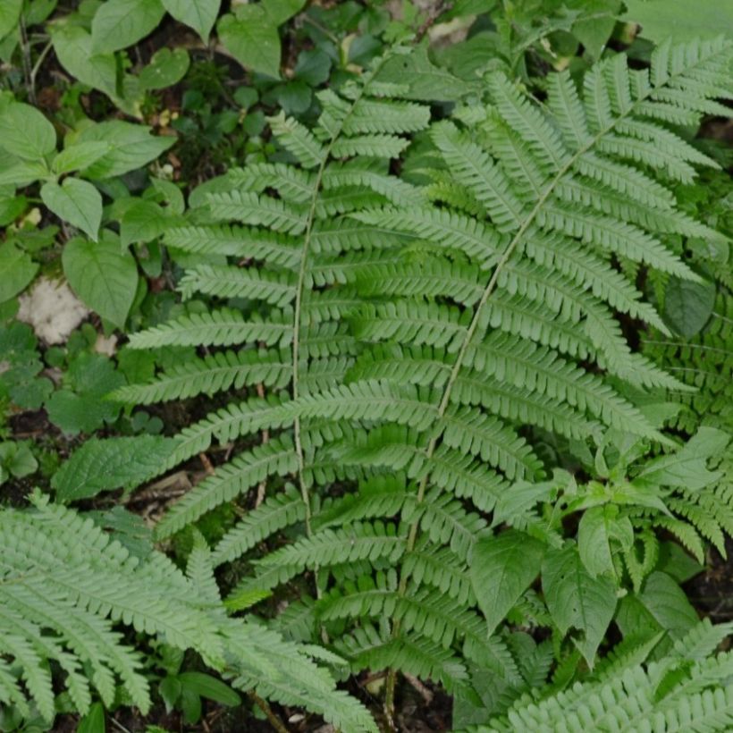 Dryopteris filix-mas Crispa Cristata - Helecho macho común (Porte)