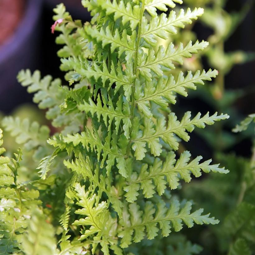 Dryopteris filix-mas Barnesii - Helecho macho común (Follaje)