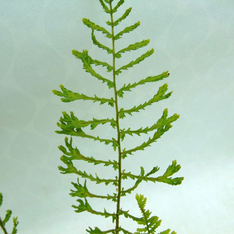 Dryopteris filix-mas Linearis Polydactyla - Helecho macho común (Follaje)