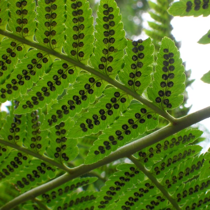 Dryopteris goldieana - Helecho (Follaje)