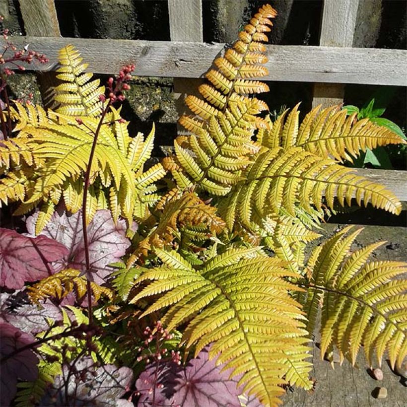 Dryopteris lepidopoda - Helecho de pie escamoso (Follaje)