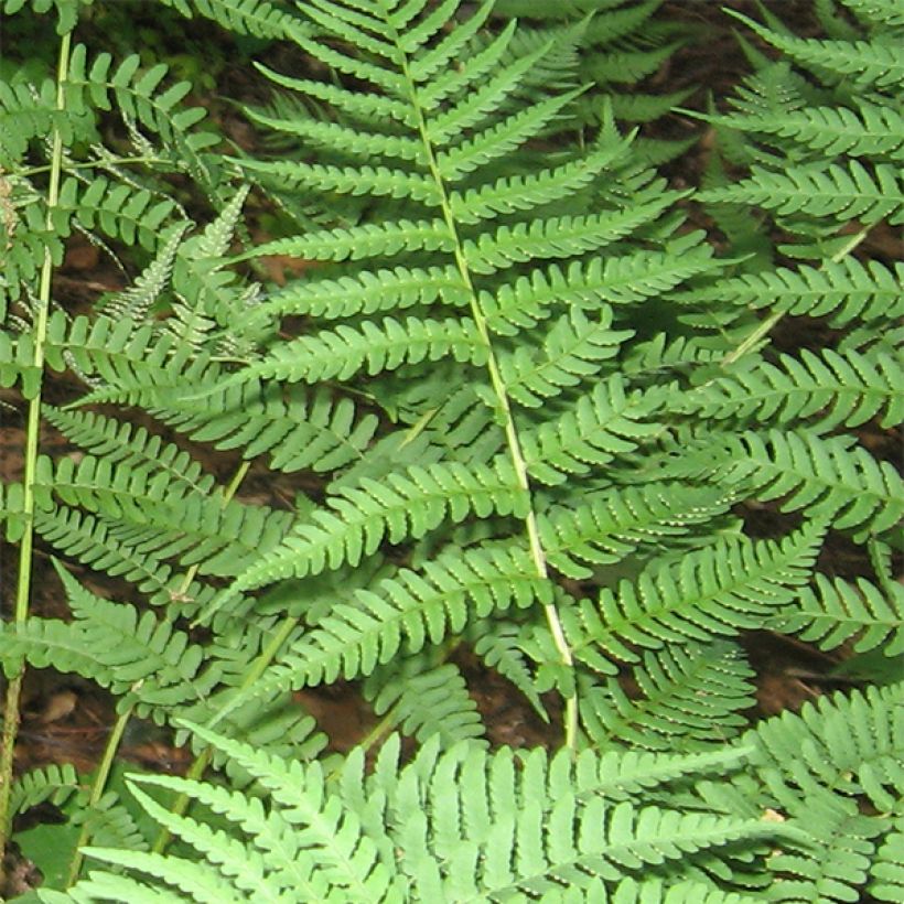 Dryopteris marginalis - Helecho (Follaje)