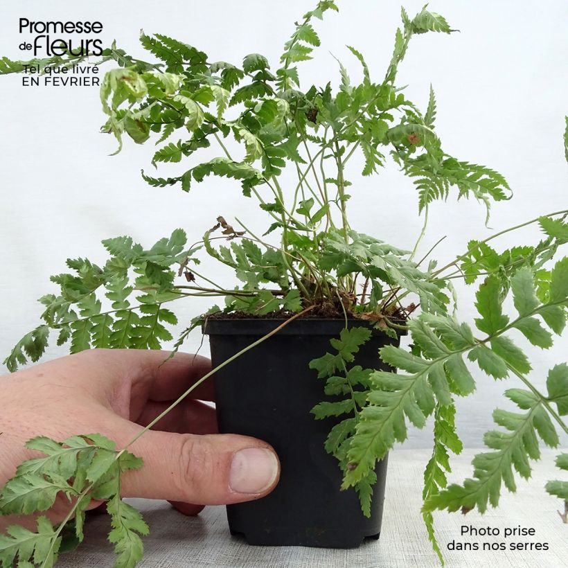 Dryopteris stewartii - Fougère Godet de 8/9 cm Ejemplar entregado en invierno