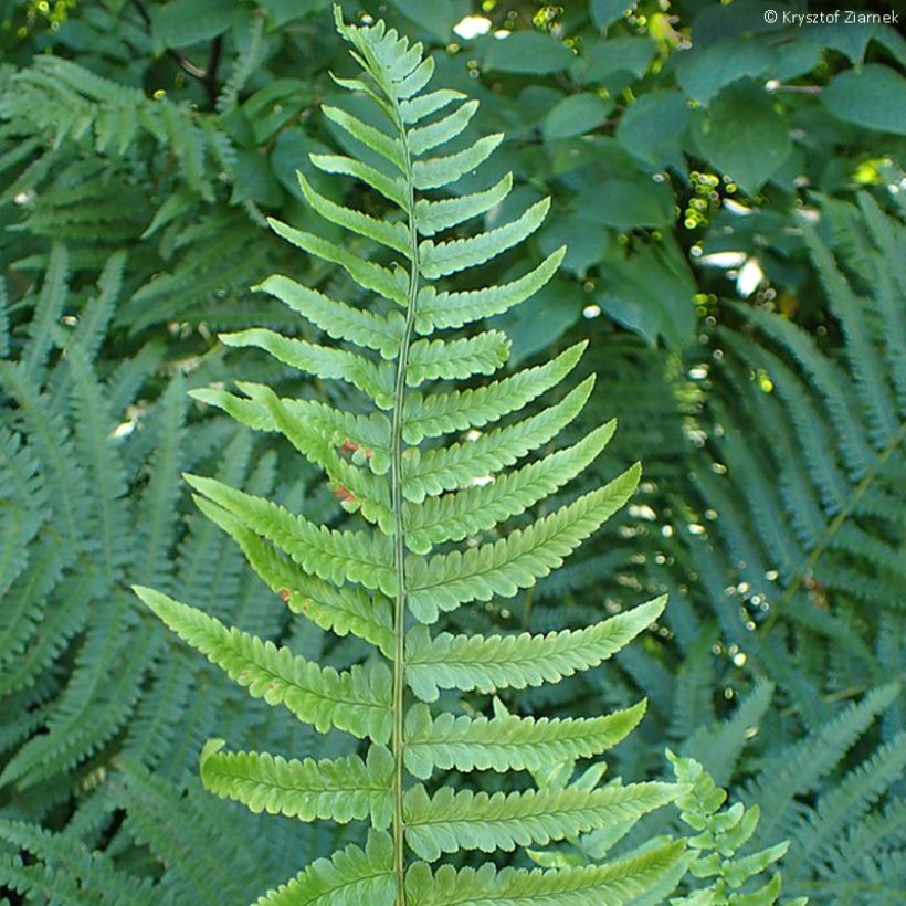 Dryopteris tokyoensis - Helecho (Follaje)