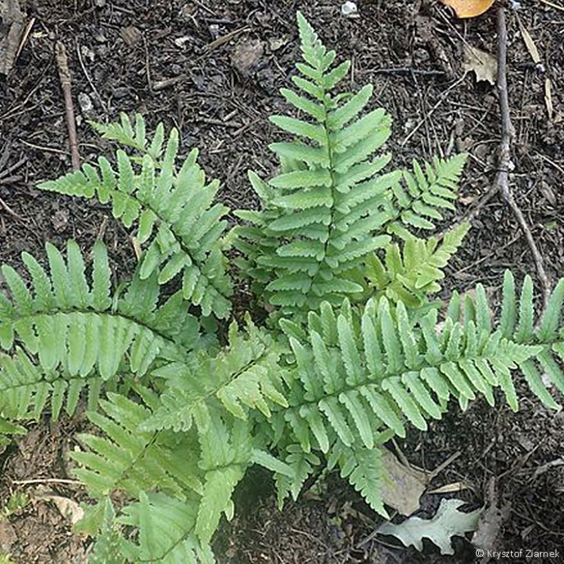 Dryopteris tokyoensis - Helecho (Porte)