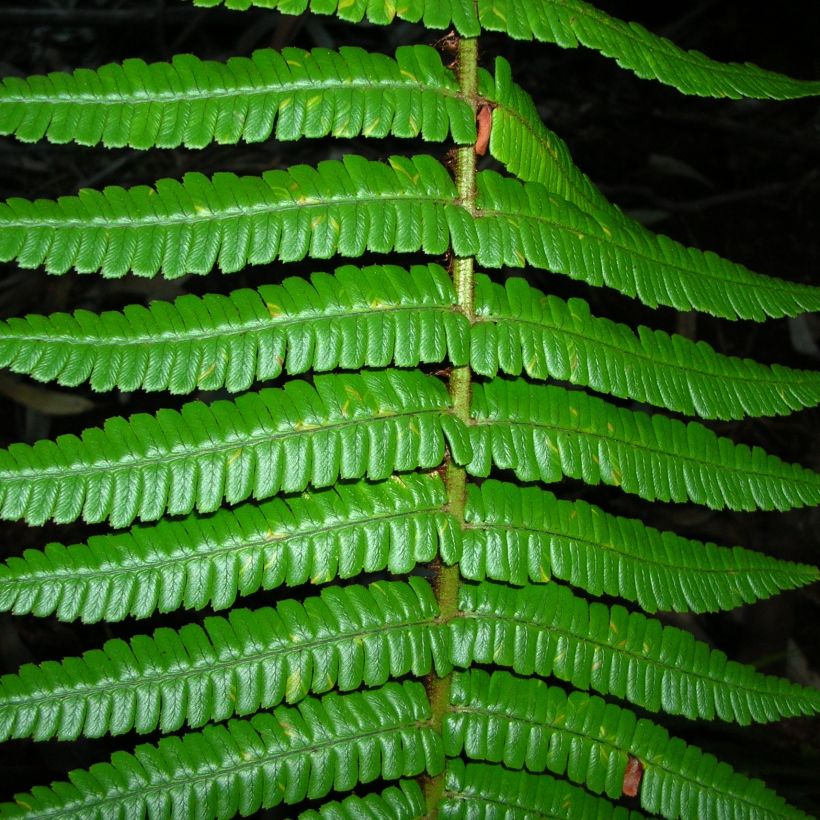 Dryopteris wallichiana - Helecho de Wallich (Follaje)