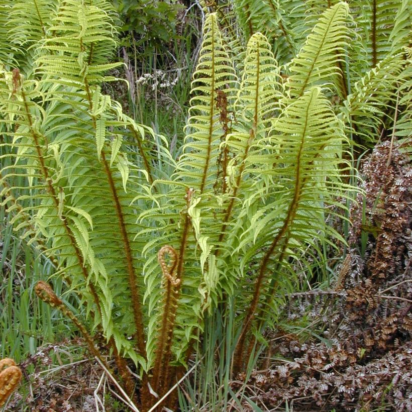 Dryopteris wallichiana - Helecho de Wallich (Porte)