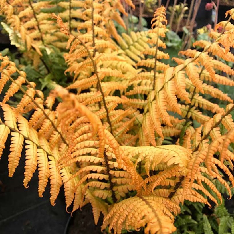 Dryopteris wallichiana Jurassic Gold - Helecho de Wallich (Follaje)