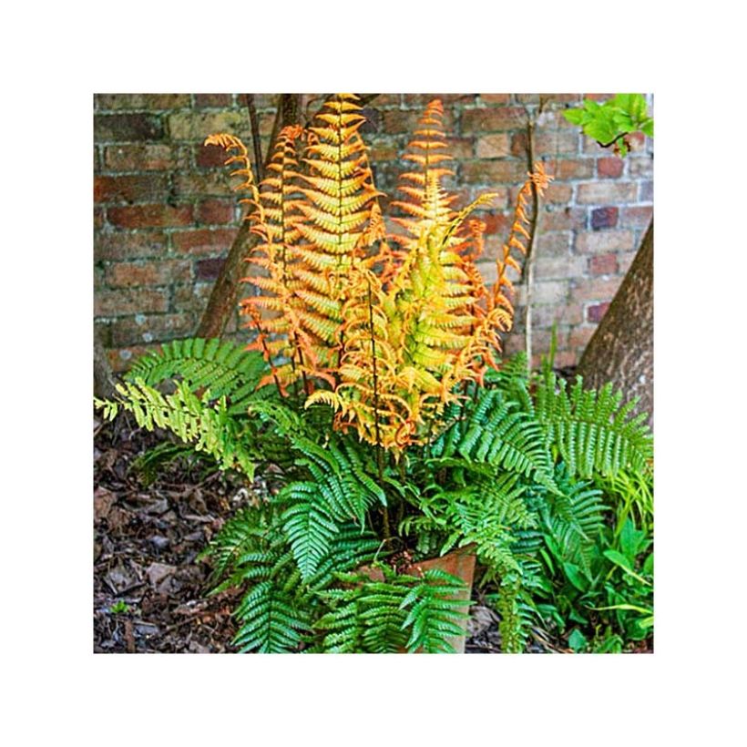 Dryopteris wallichiana Jurassic Gold - Helecho de Wallich (Porte)