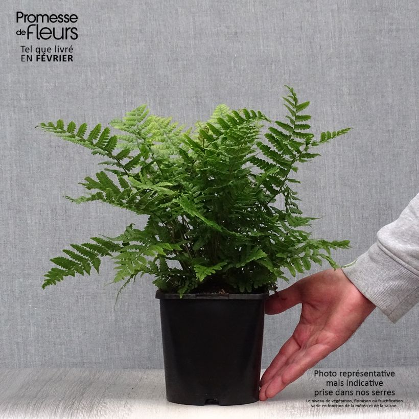 Ejemplar de Dryopteris wallichiana Jurassic Gold - Fougère Pot de 2L/3L entregado en otoño