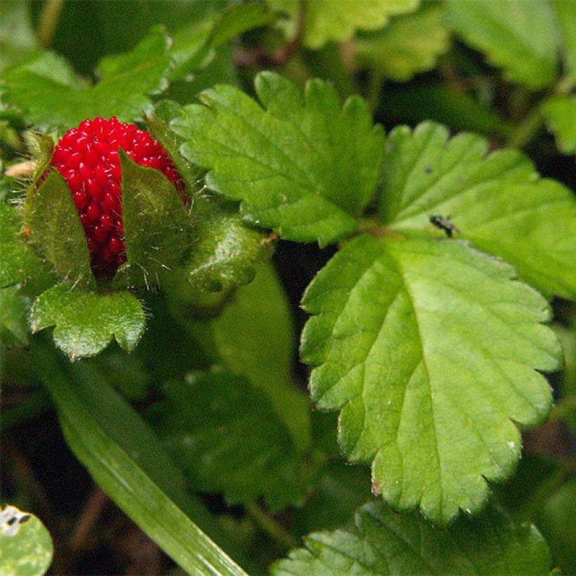 Duchesnea indica - Fresa india (Follaje)