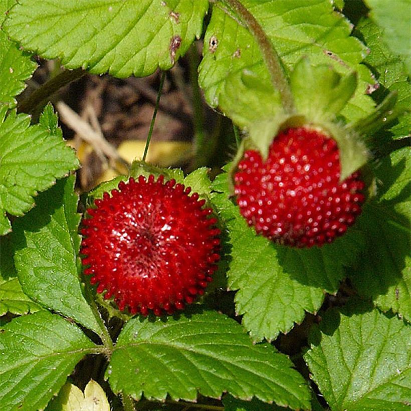 Duchesnea indica - Fresa india (Cosecha)