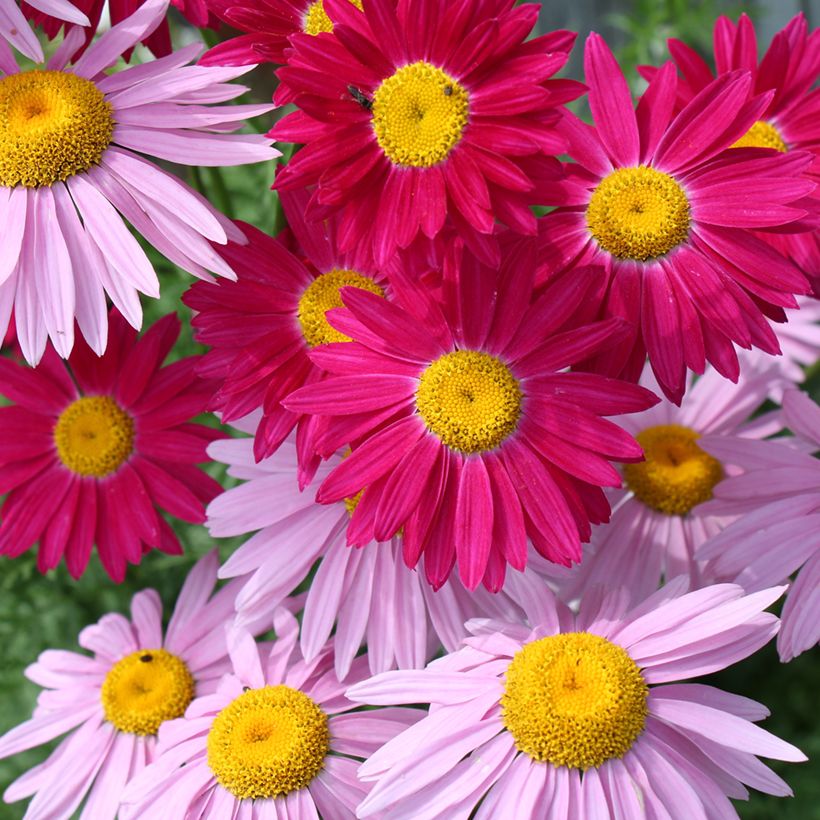 Dúo de Tanacetum a precio reducido (Floración)