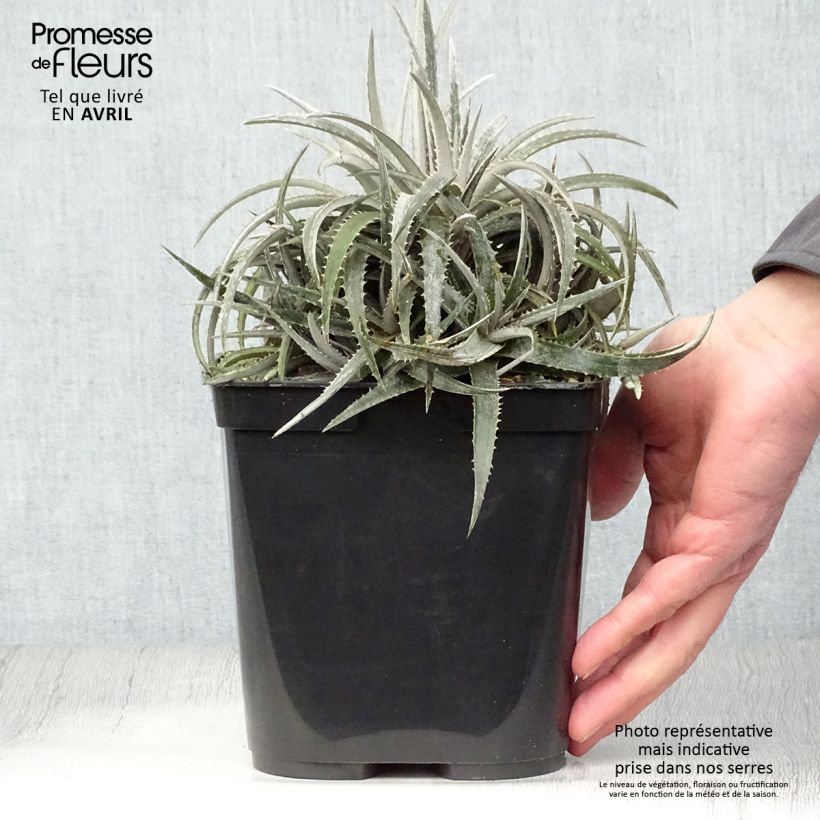 Dyckia Pale Rider - Hoja de Sierra Maceta 2L/3L Ejemplar entregado en la primavera