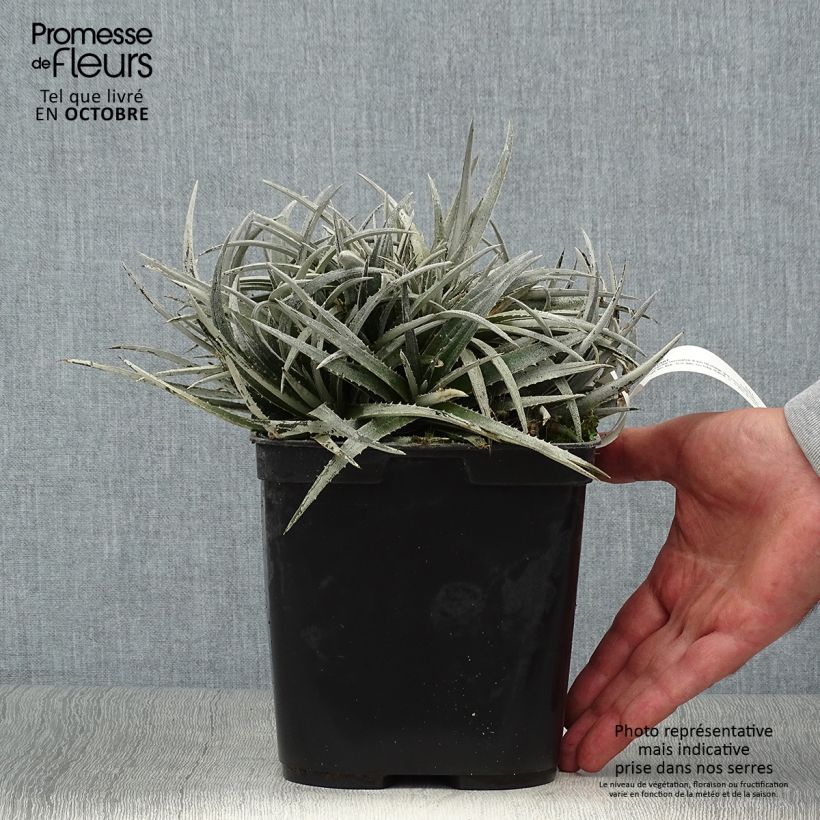 Ejemplar de Dyckia Pale Rider - Broméliacée Pot de 2L/3L entregado en otoño