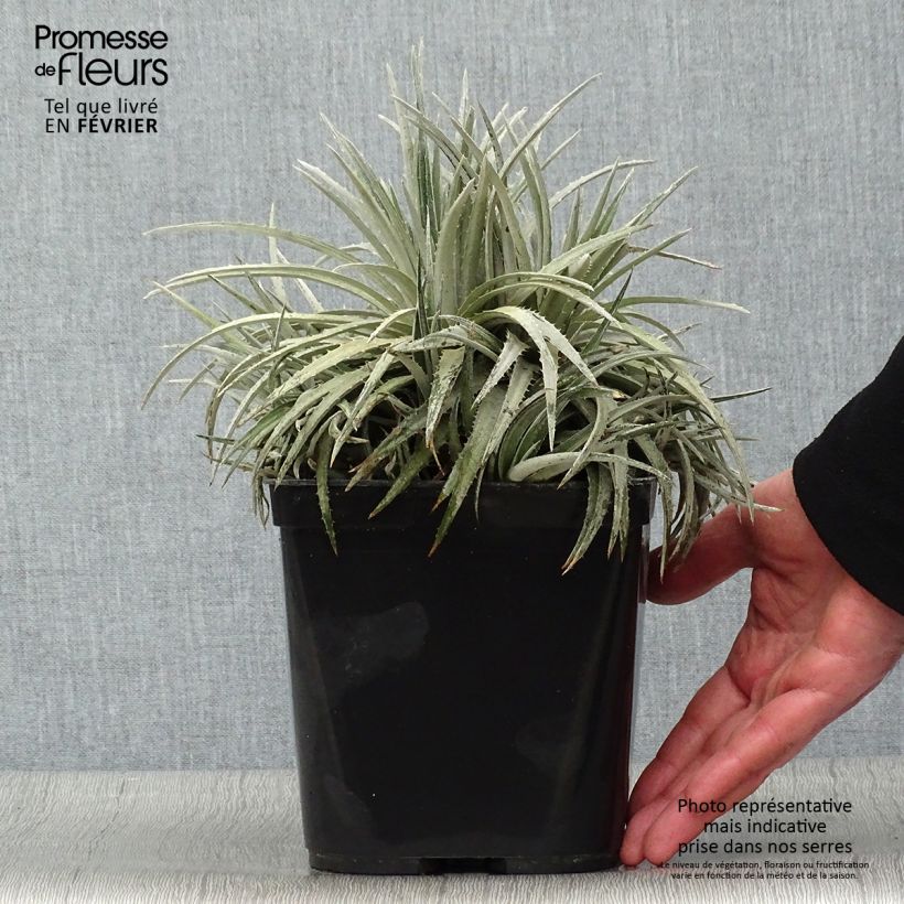 Dyckia Pale Rider - Broméliacée Pot de 2L/3L Ejemplar entregado en invierno