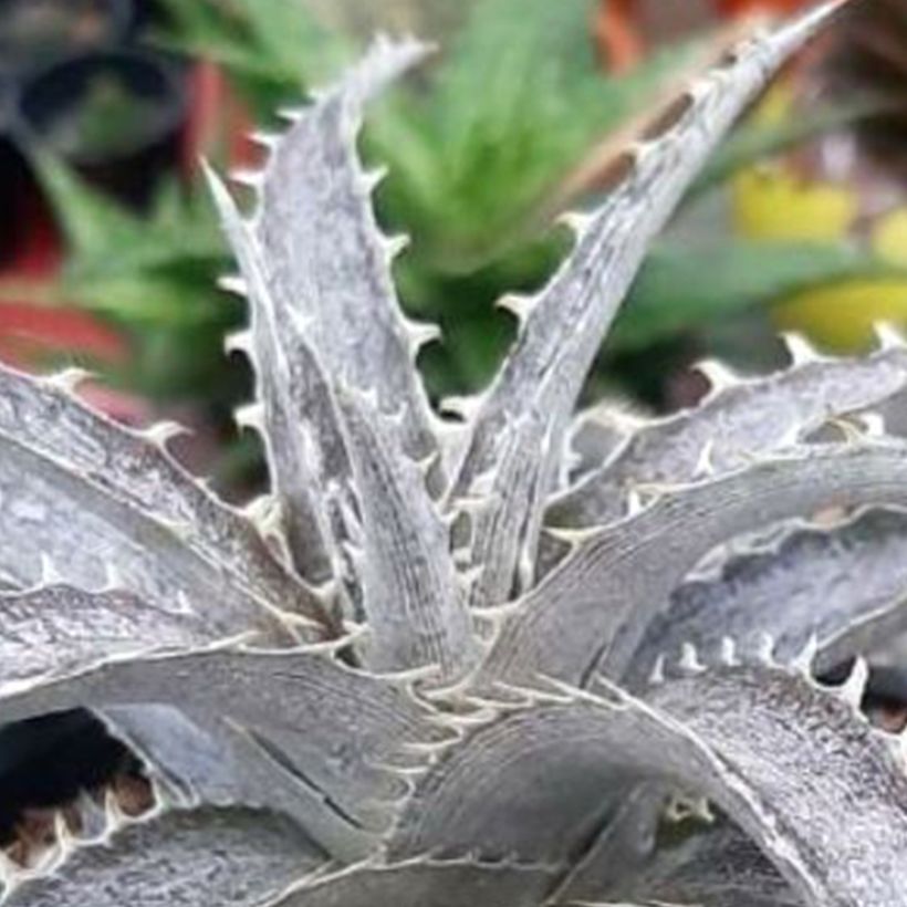 Dyckia Pale Rider - Hoja de Sierra (Follaje)