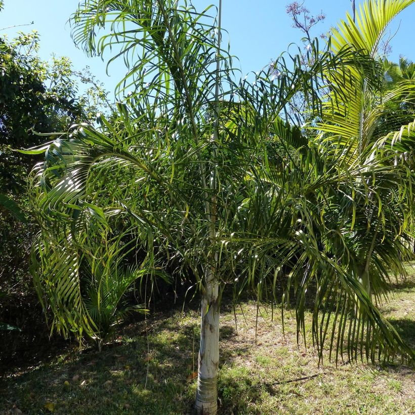 Dypsis plumosa - Palmera plumosa (Porte)