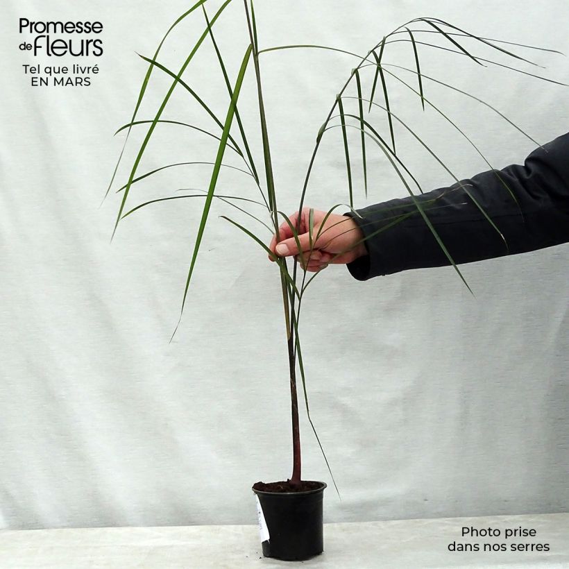 Dypsis plumosa - Palmera plumosa Ejemplar entregado en la primavera