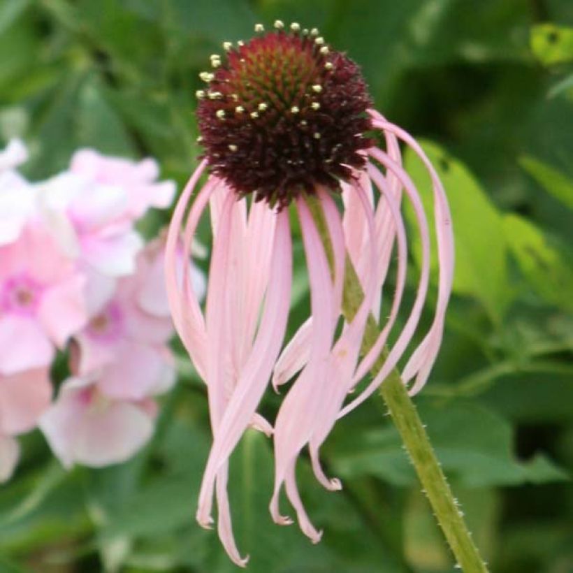 Echinacea pallida - Equinácea pálida (Floración)