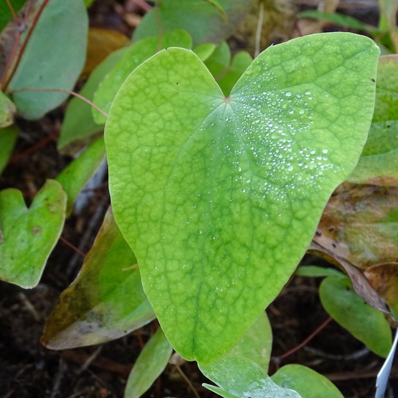 Epimedium acuminatum (Follaje)