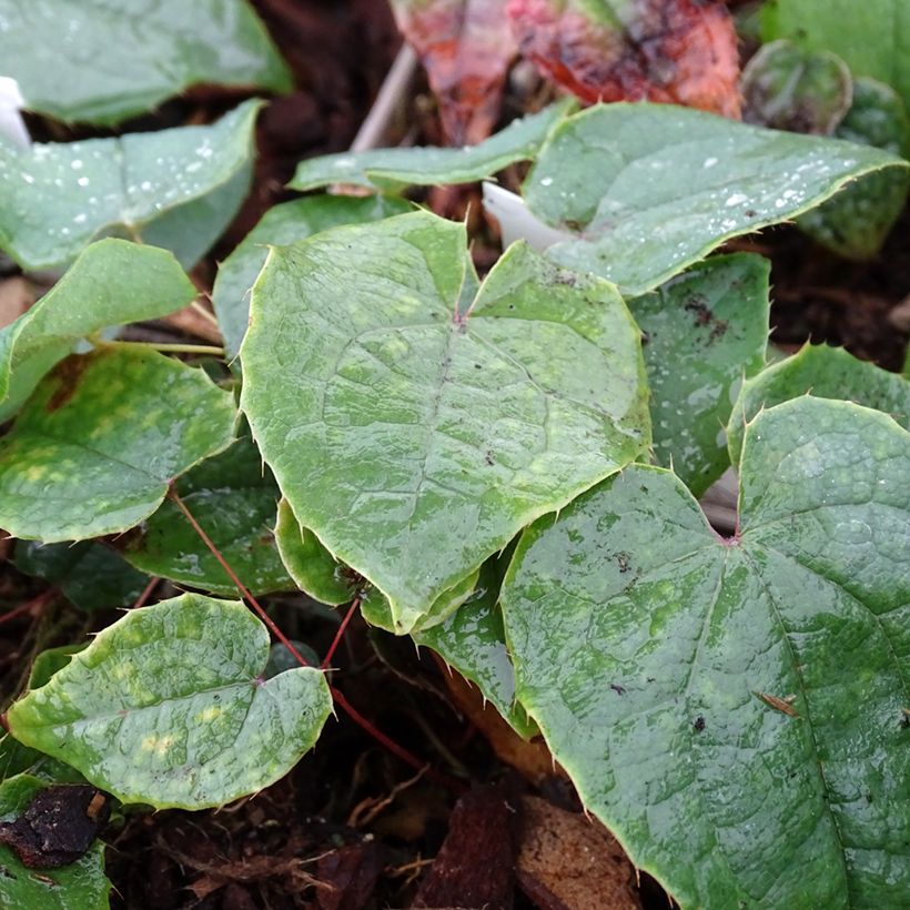 Epimedium brachyrrhizum (Follaje)