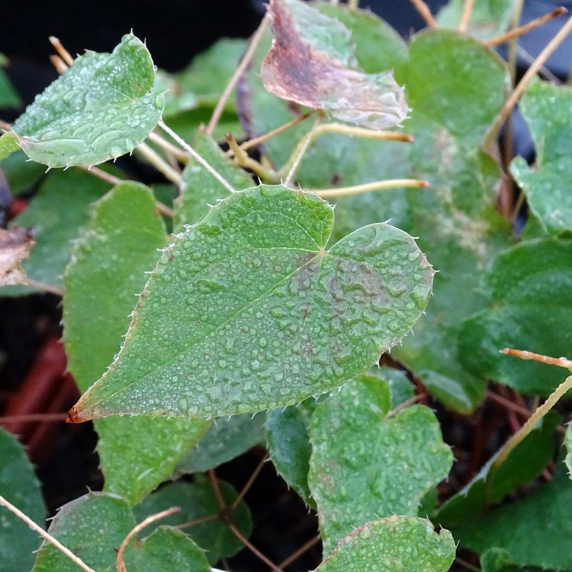 Epimedium rubrum Galadriel (Follaje)