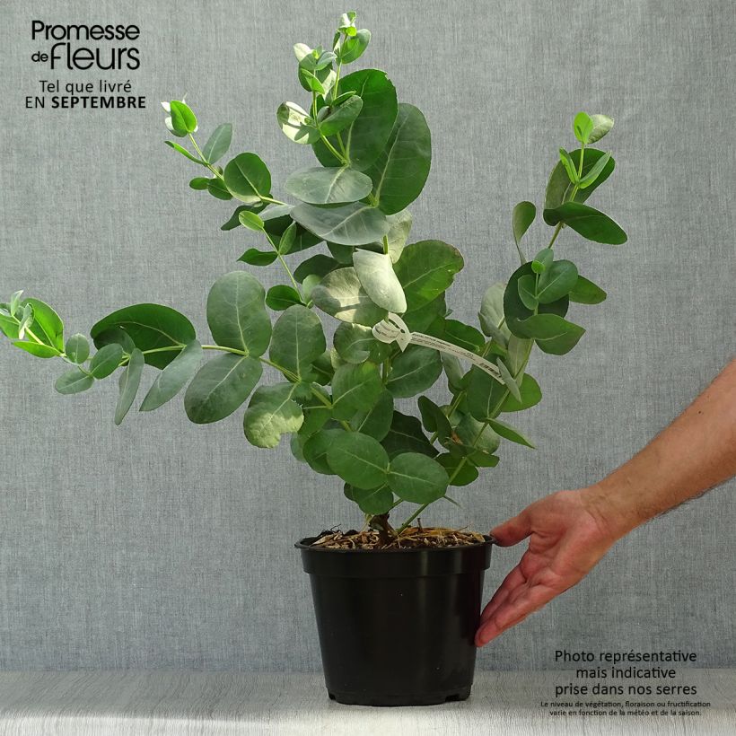 Ejemplar de Eucalyptus neglecta - Gommier d’Omeo Pot de 4L/5L entregado en otoño